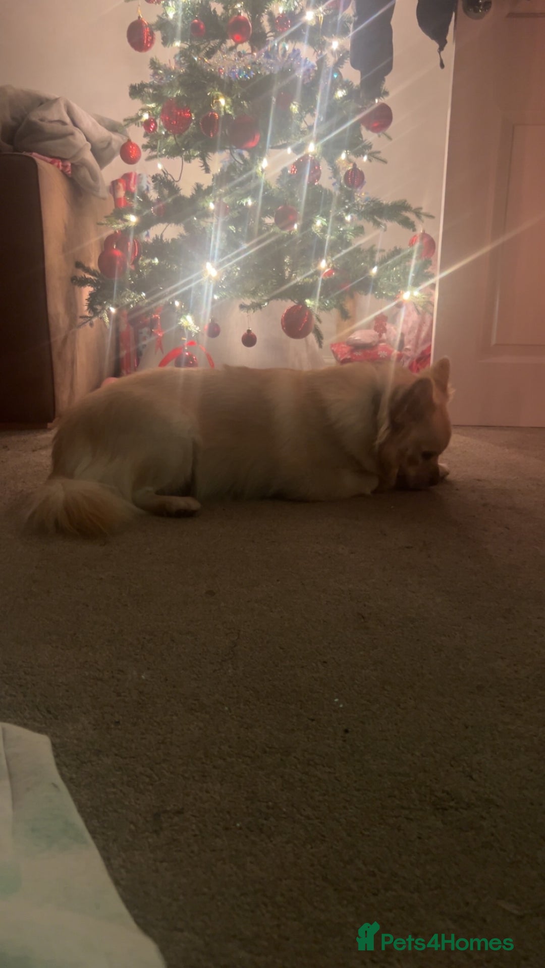 Mixed Breed dogs for sale: Energetic dog for rehoming  - Advert 5