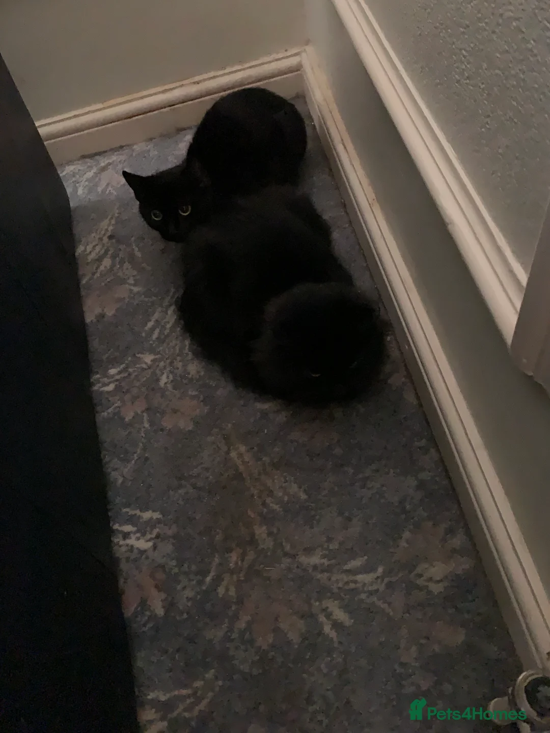 Mixed Breed cats for sale: Bonded Female Indoor Cats Need Calm Forever Home - Advert 3