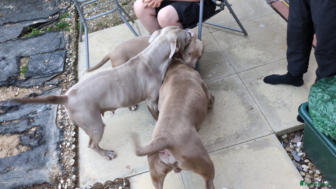 American Bully dogs for sale: American Bully 4 Months Old A Sweetheart  in Stonehouse - Image 17