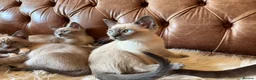 Tonkinese cats for sale: Exquisite Kittens- Tonkinese Dolls - Advert 15