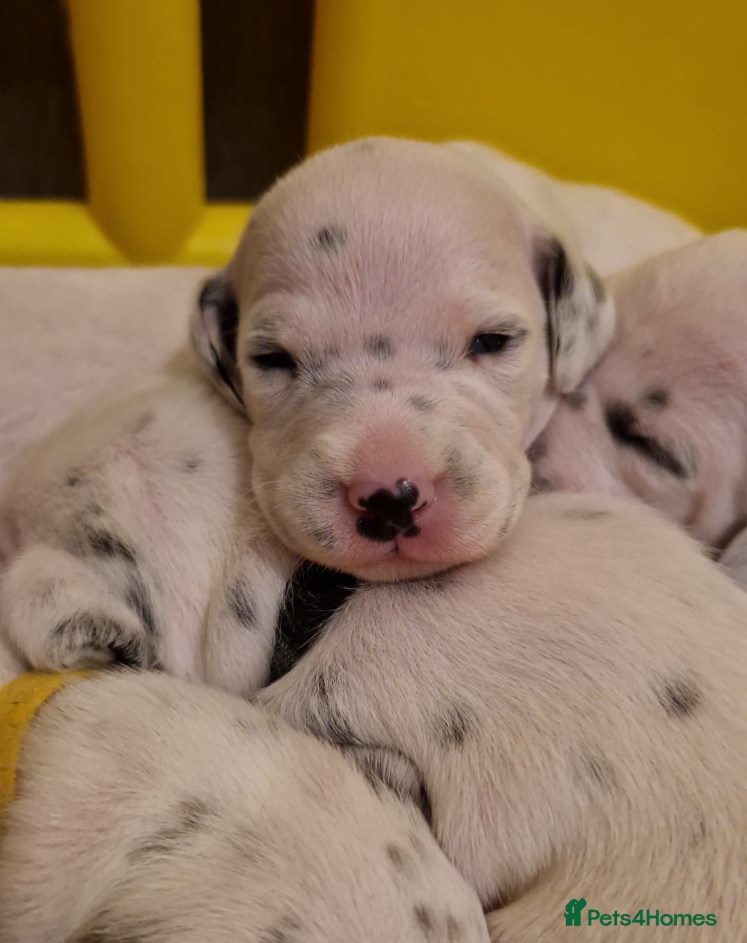 Dalmatian dogs for sale: **Beautiful litter of 11 KC Dalmatians** - Image 2