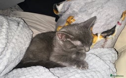 Mixed Breed cats for sale: Beautiful Grey Kitten  - Image 2