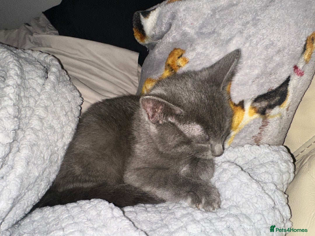 Mixed Breed cats for sale: Beautiful Grey Kitten  - Image 2