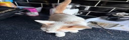 Mixed Breed cats for sale: STUNNNIING RED AND WHITE KITTEN - Advert 9