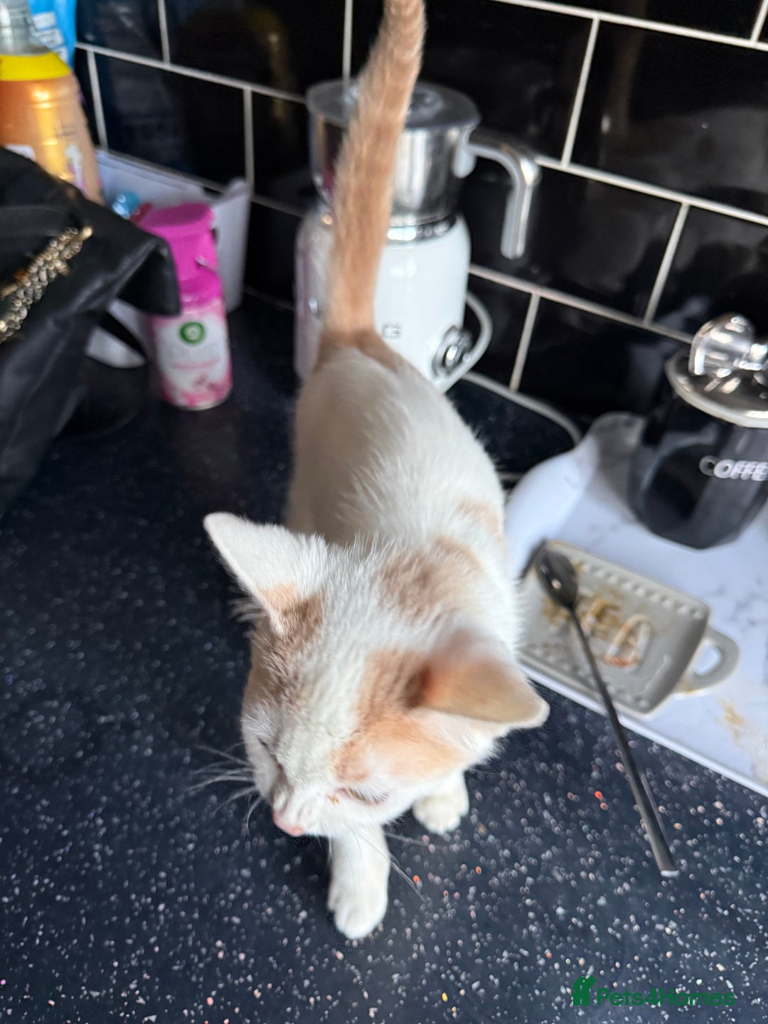 Mixed Breed cats for sale: STUNNNIING RED AND WHITE KITTEN - Advert 9