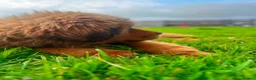 Tibetan Mastiff dogs for sale: World-Class Lion Head Tibetan Mastiff Puppies in Lanark - Advert 6