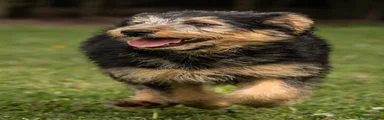 Mixed Breed Puppy 3