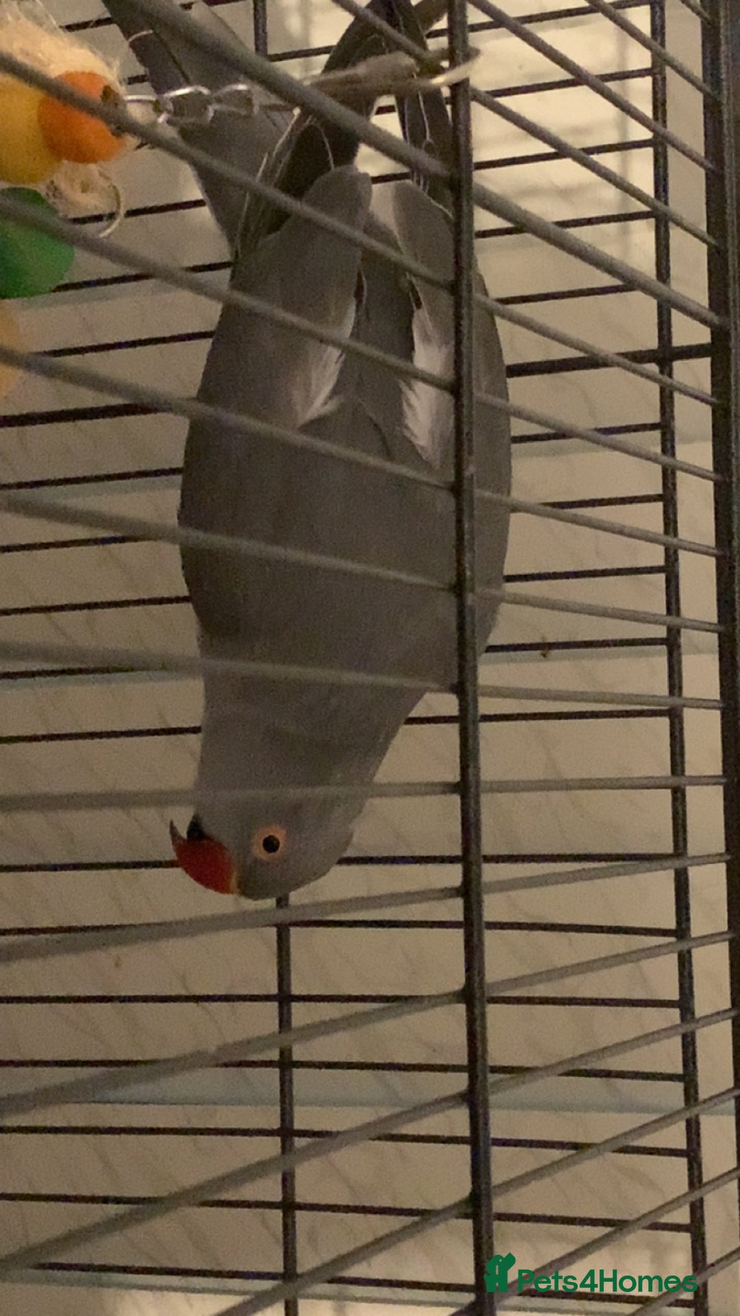 Ringnecks birds for sale: Beautiful purple/grey female Indian ringneck - Advert 3