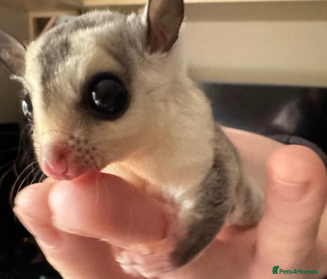 Sugar Glider rodents for sale: 2 males white faces  - Advert 4