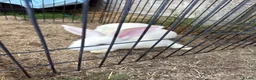 Mixed Breed rabbits for sale: Baby bunnies  in Bracknell - Advert 5