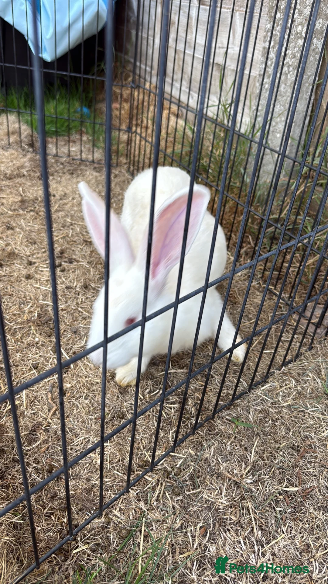 Mixed Breed rabbits for sale: Baby bunnies  in Bracknell - Advert 5