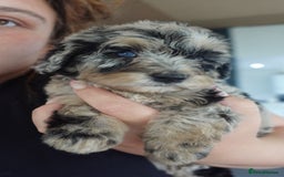 Sheepadoodle dogs for sale: Mini Sheepadoodle reduced **2 remaining  - Image 5