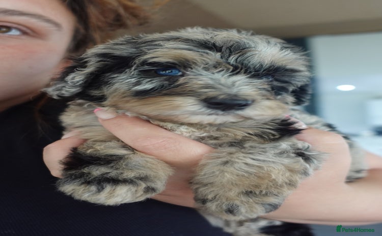 Sheepadoodle dogs - Advert 1