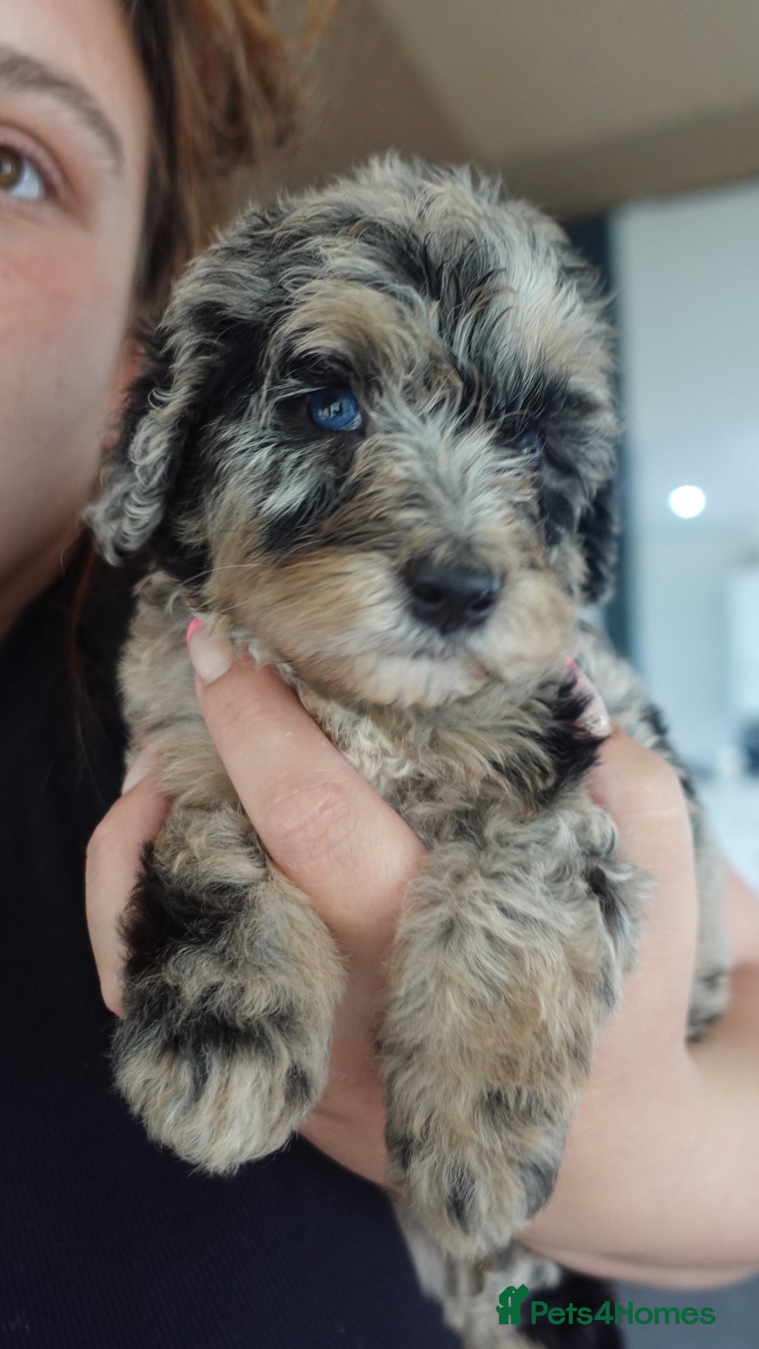 Sheepadoodle dogs for sale: Mini Sheepadoodle reduced **2 remaining  - Image 5