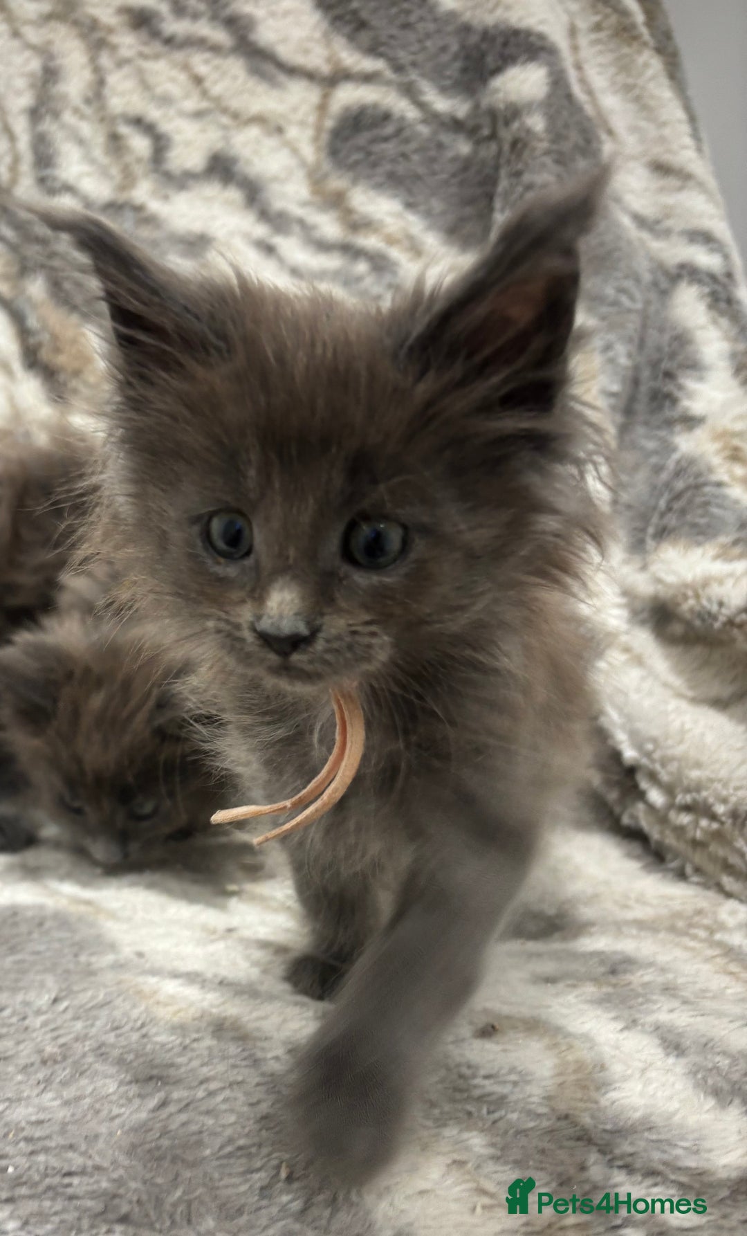 Maine Coon cats for sale: GCCF-Registered Maine Coon Kittens - Advert 23