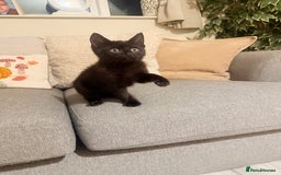 Mixed Breed cats for sale: 3 beautiful kittens for sale - Advert 4