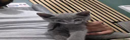 Russian Blue cats for sale: 🐾 All Kittens Reserved 🐾 - Advert 27
