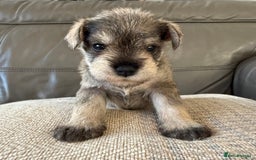 Miniature Schnauzer dogs for sale: KC MAC BVA MIniature Schnauzer puppies  - Image 1