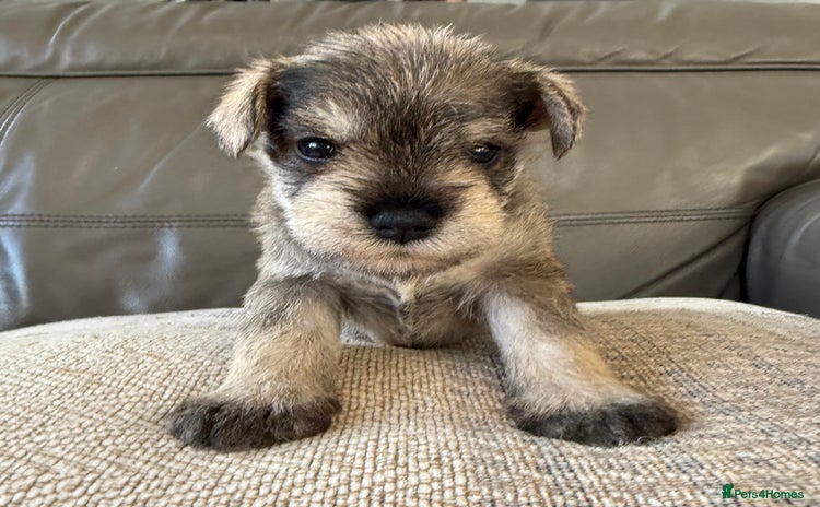 Miniature Schnauzer dogs - Advert 1