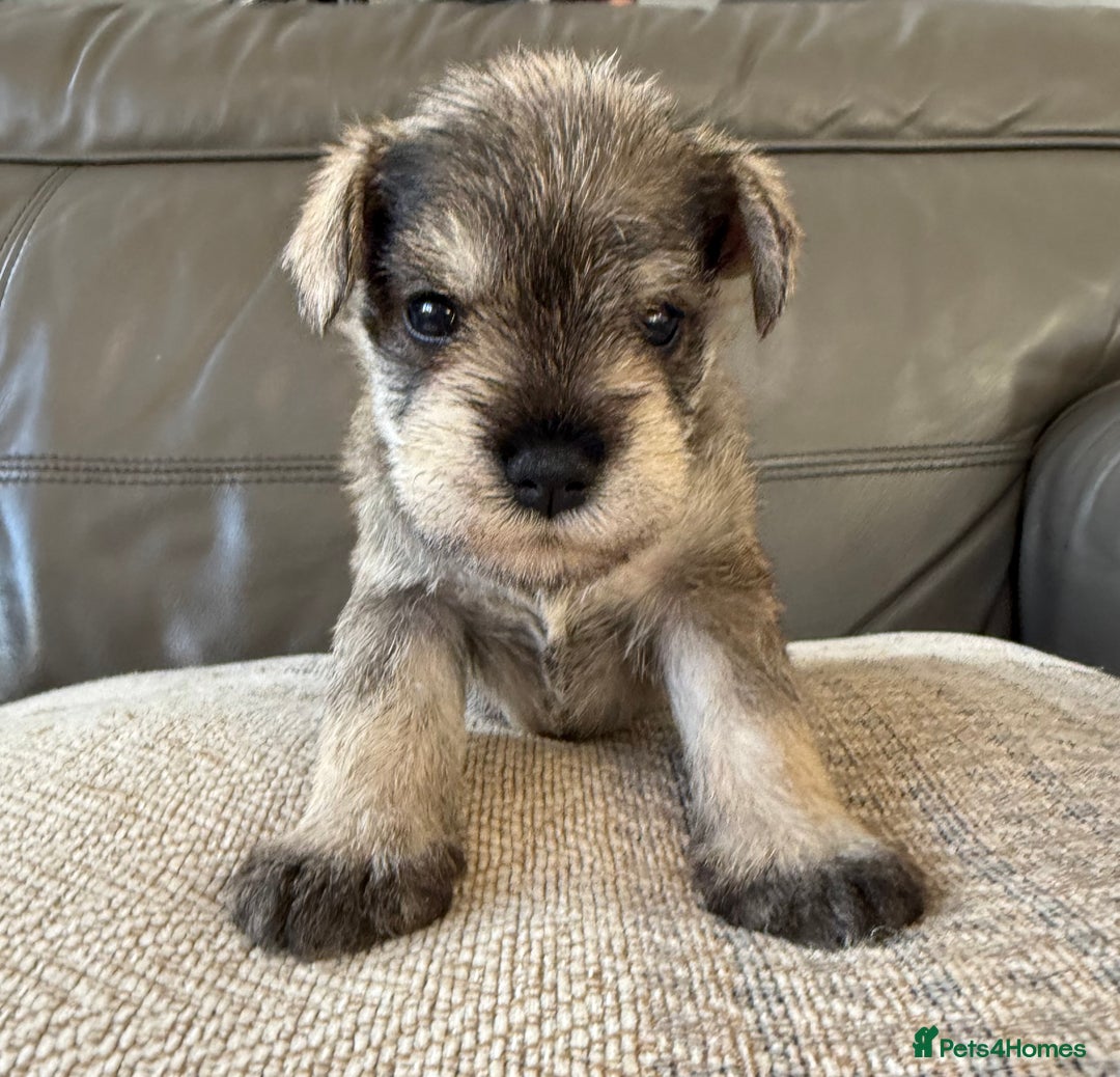 Miniature Schnauzer dogs for sale: KC MAC BVA MIniature Schnauzer puppies  - Image 1