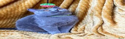 British Shorthair cats for sale: GCCF🏆ChampionBloodline 5GENpedigree BSHblue/lilac - Advert 19