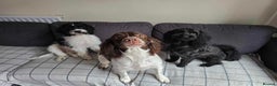 Mixed Breed dogs for sale: 8 Springer mix Puppies - Advert 3