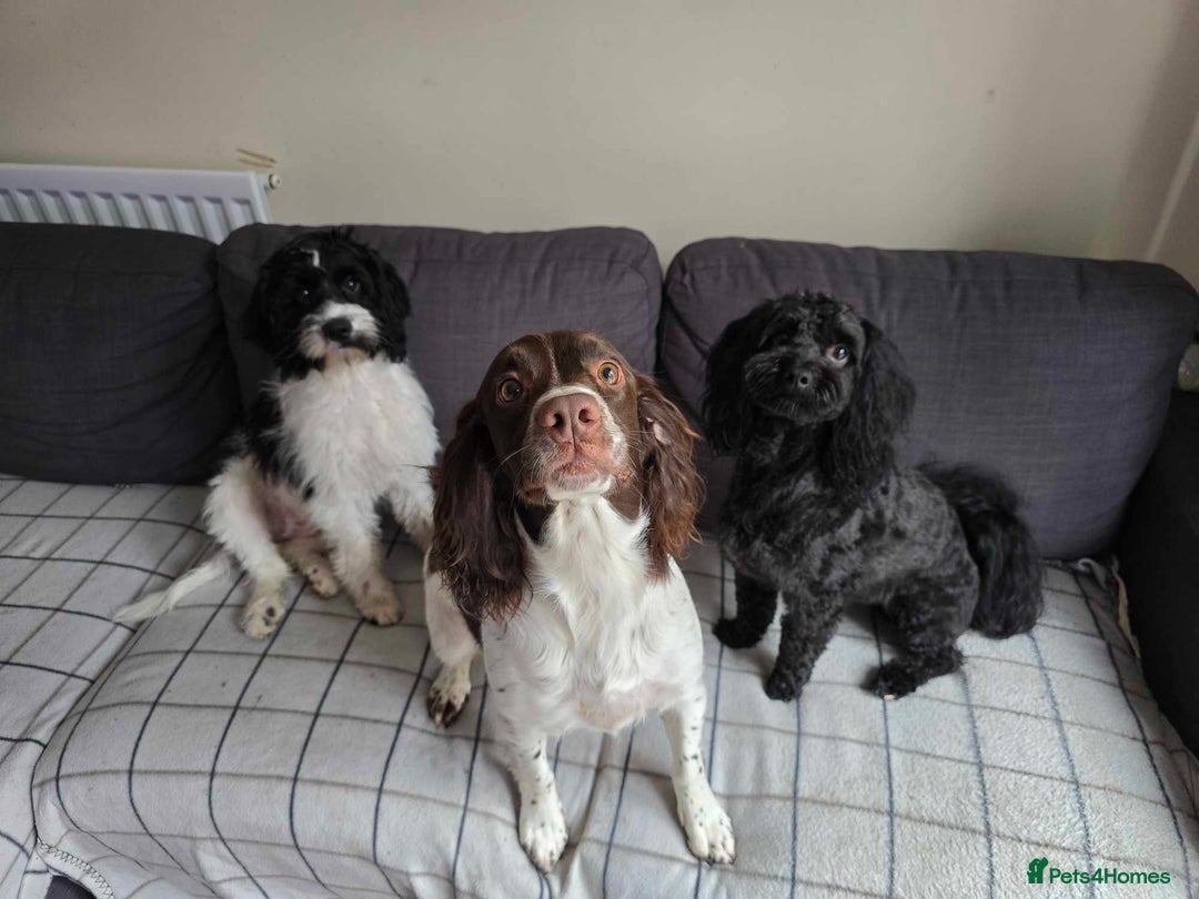 Mixed Breed dogs for sale: 8 Springer mix Puppies - Advert 3