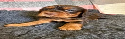 Cocker Spaniel dogs for sale: Kc Reg Brown/Tan And TriColour Working Cocker Pups - Advert 10