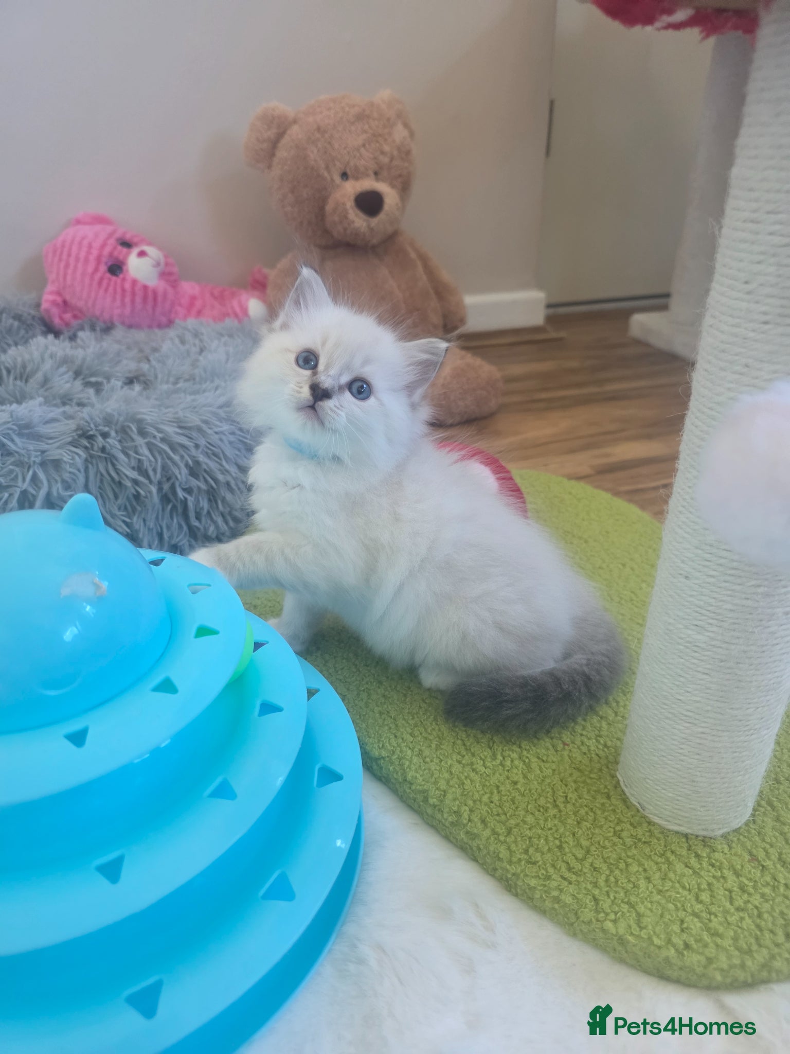 Ragdoll cats 😻Beautiful GCCF Registered Ragdoll Kittens😻 - Advert 2