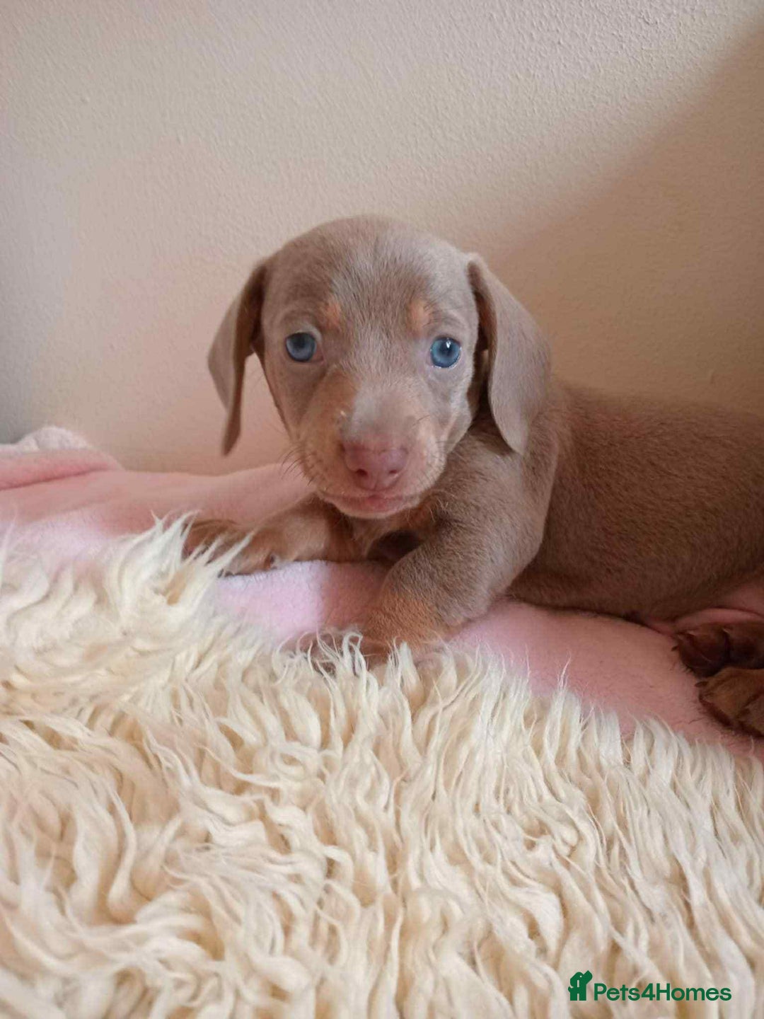 Miniature Dachshund dogs for sale: Stunning miniature dachshund  - Advert 6