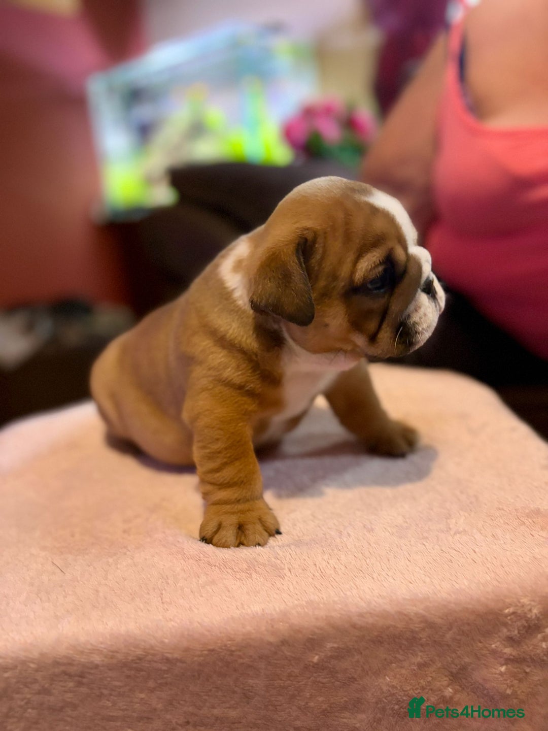 English Bulldog dogs for sale: 💙💗 exceptional English bulldog puppies 💗 💙  - Image 9