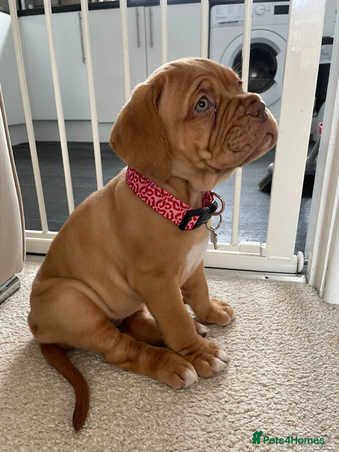 Bullmastiff dogs for sale: female Doug de bordorx for sale  in Sheffield - Advert 2