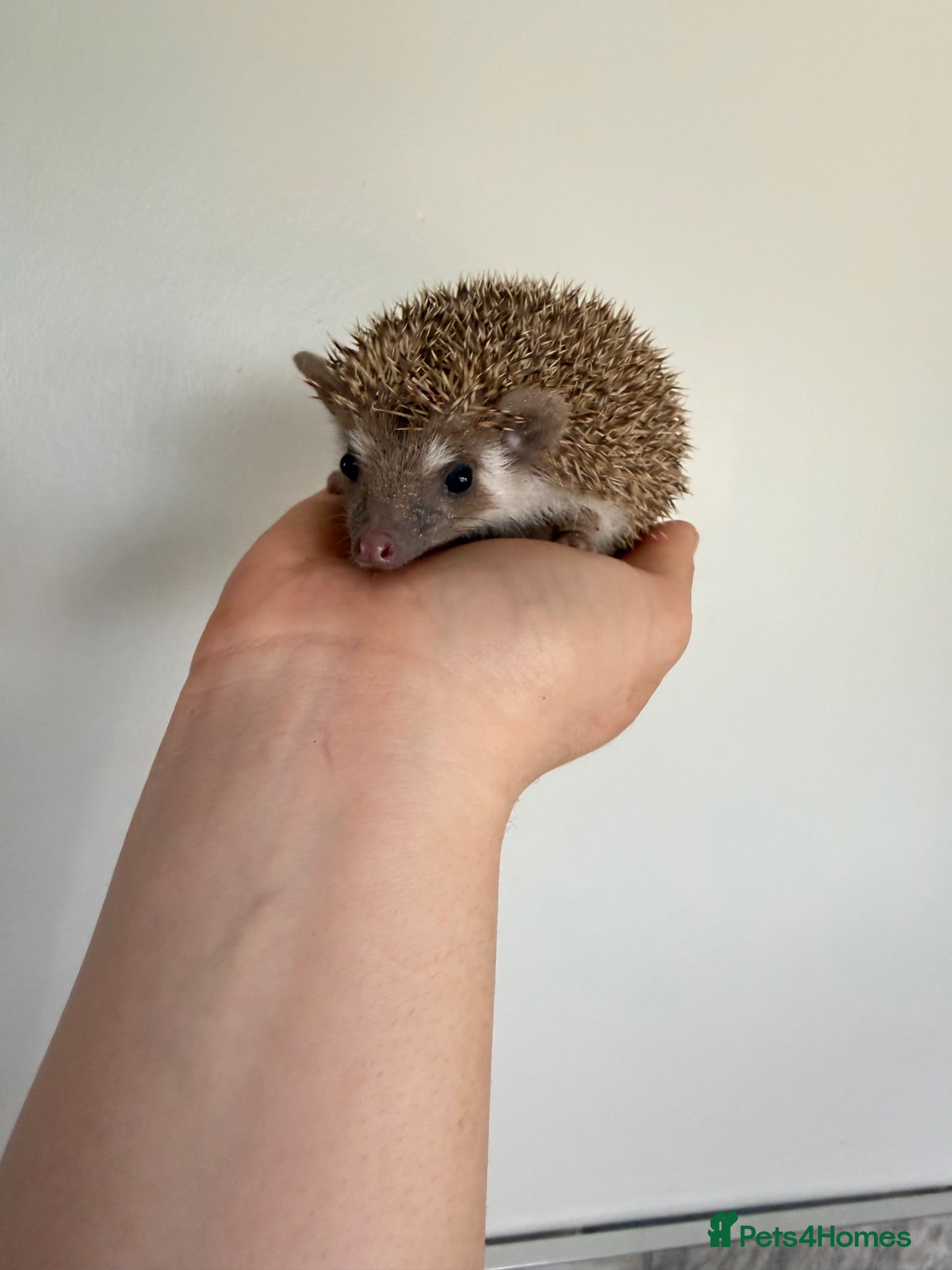 Pygmy Hedgehog rodents African Pygmy Hoglets - Advert 4
