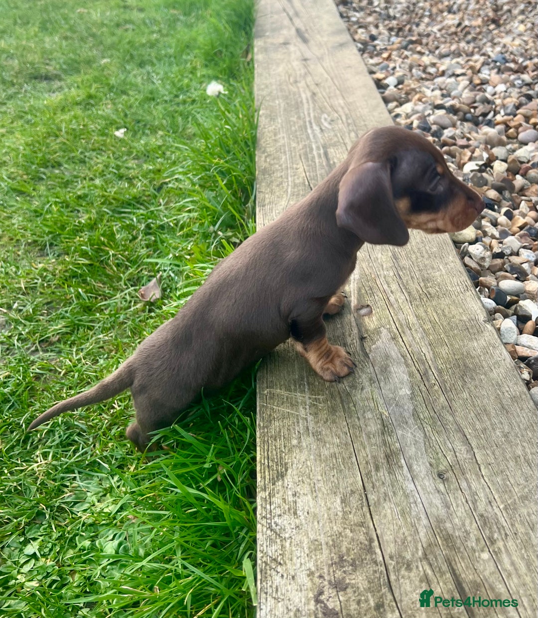 Miniature Dachshund dogs for sale: STUNNING MINI SMOOTH HAIR PRA CLEAR DACHSHUND PUPS - Advert 9