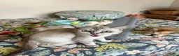 Scottish Fold cats for sale: BEAUTIFUL KITTENS LOOKING FOR THEIR FOREVER HOMES! - Advert 34