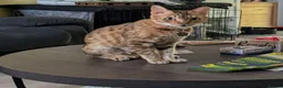 Bengal cats for sale: 5 years old female Bengal cat - Advert 1