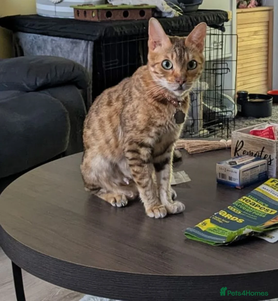 Bengal cats for sale: 5 years old female Bengal cat - Advert 1