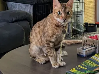 Bengal cats 5 years old female Bengal cat - Advert 5