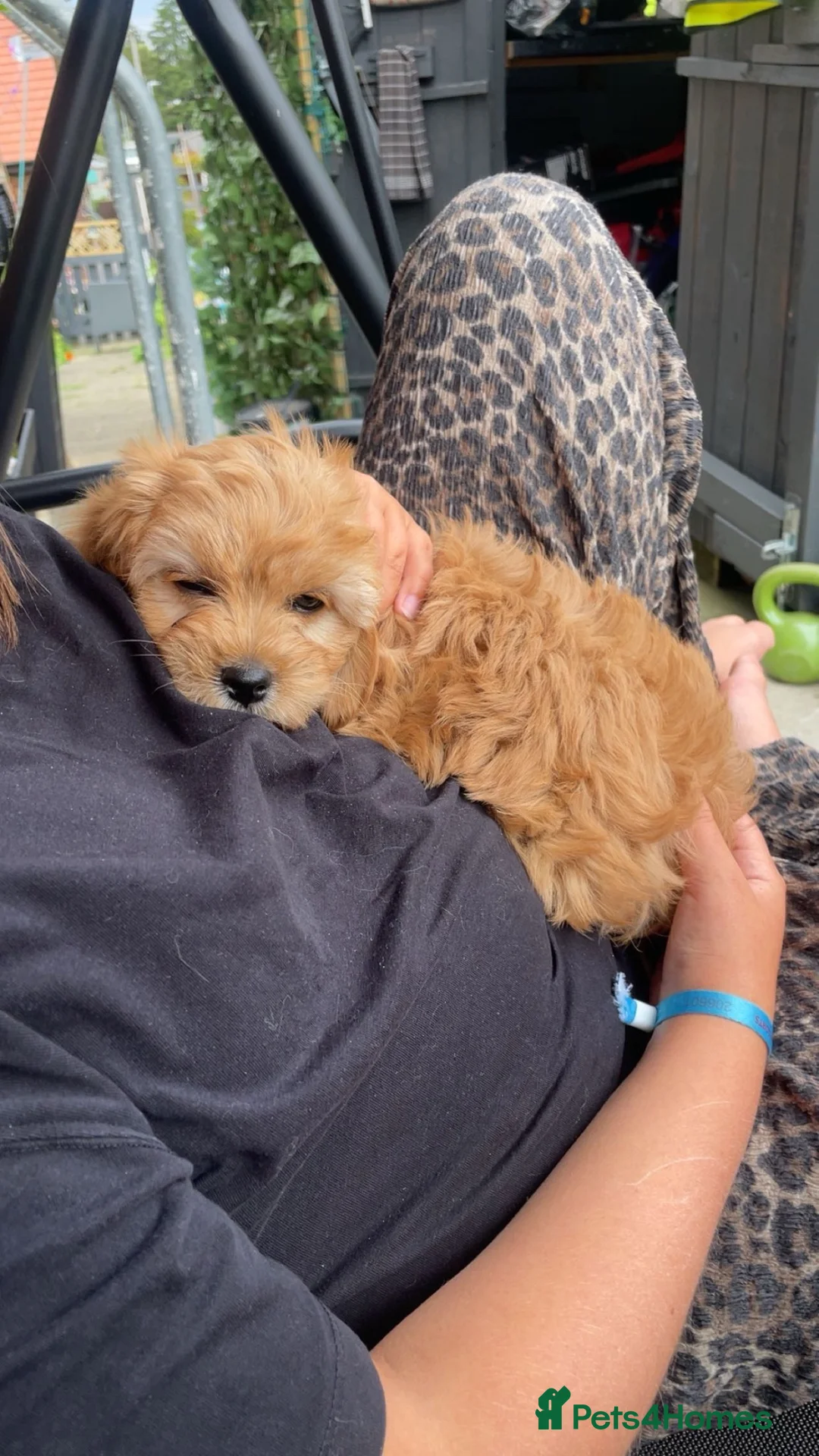 Cavapoo dogs for sale: One beautiful apricot male cavapoo puppy for sale - Advert 2