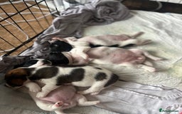Jack Russell dogs for sale: Jack Russel puppies  - Image 14
