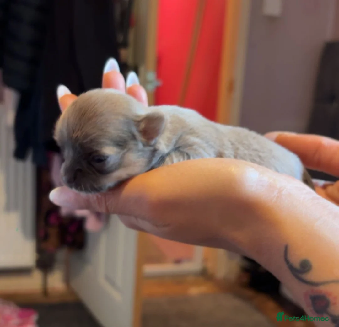 Chihuahua dogs for sale: Chiuahuah pups......lilac merle, fawn, white brown - Advert 24