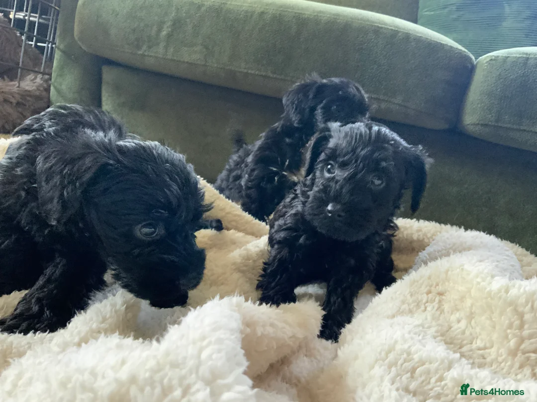 Schnoodle dogs for sale: Stunning miniature Schnoodle puppies - Advert 17