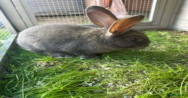 Continental Giant rabbits 3 Continental giant rabbit babies - Advert 1