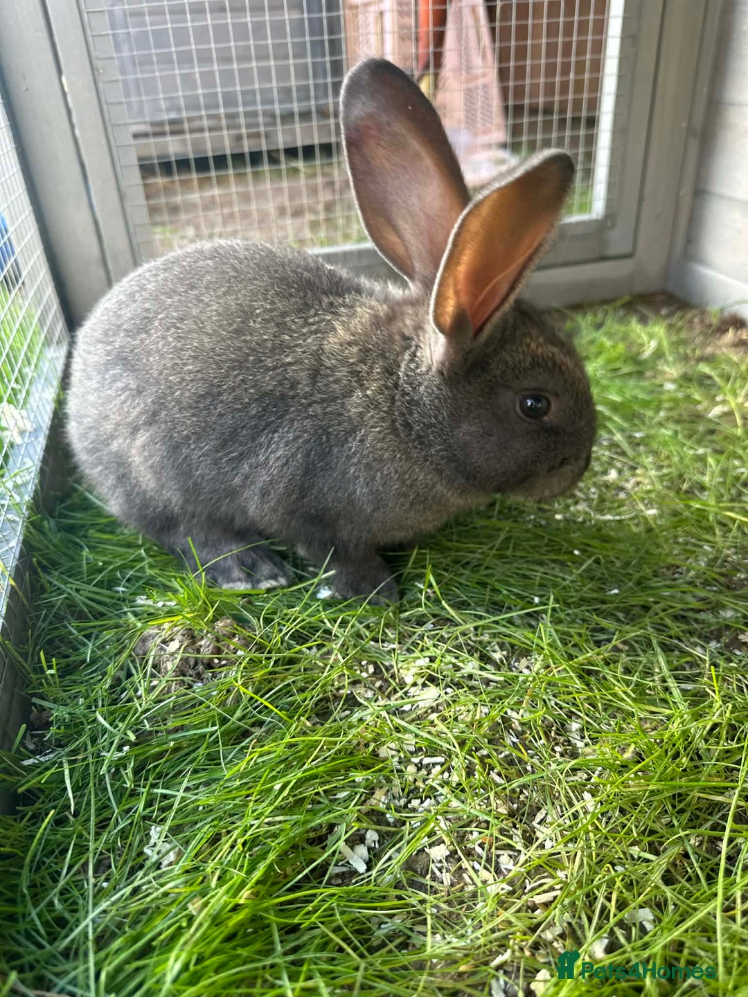 Continental Giant rabbits for sale: 3 Continental giant rabbit babies - Advert 3