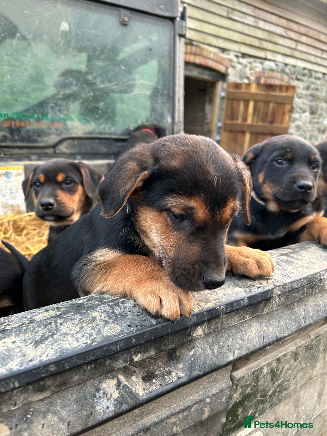 Mixed Breed dogs for sale: Huntaway X Puppies for Sale - Advert 12