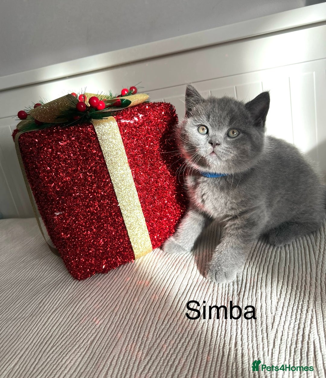 British Shorthair cats for sale: GCCF registered British Shorthair kittens  - Advert 23