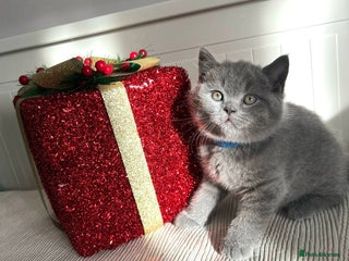 British Shorthair cats GCCF registered British Shorthair kittens - Advert 2