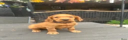 Mixed Breed dogs for sale:  ☘️ Golden Irish puppies available  ☘️ - Advert 28
