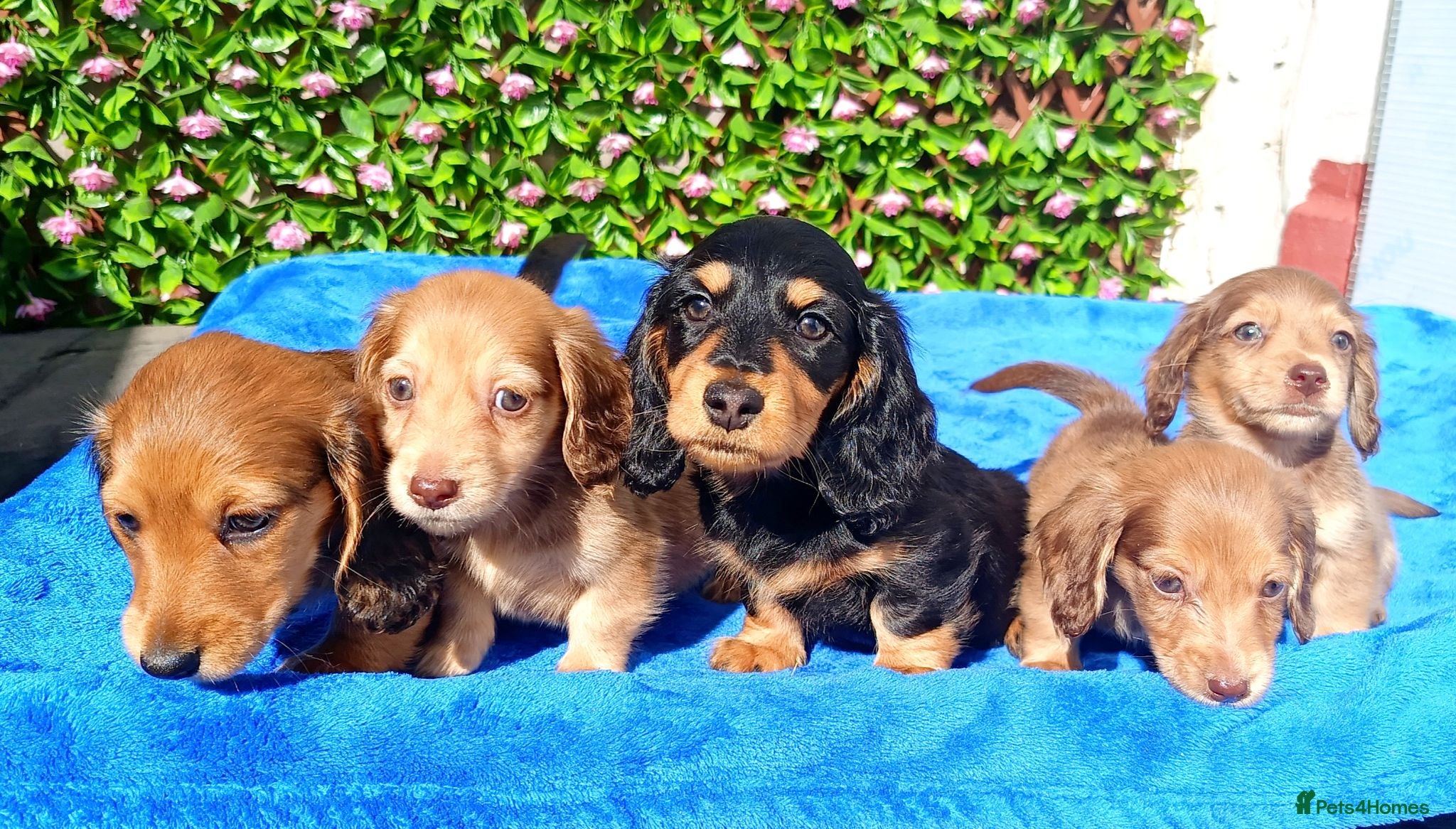 Miniature Dachshund dogs STUNNING MINI LONG HAIR KC REG PRA CLEAR - Advert 1