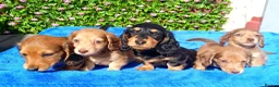Miniature Dachshund dogs for sale: FULLY VAX "TALLY" MINI LH  KC REG PRA CLEAR - Advert 10